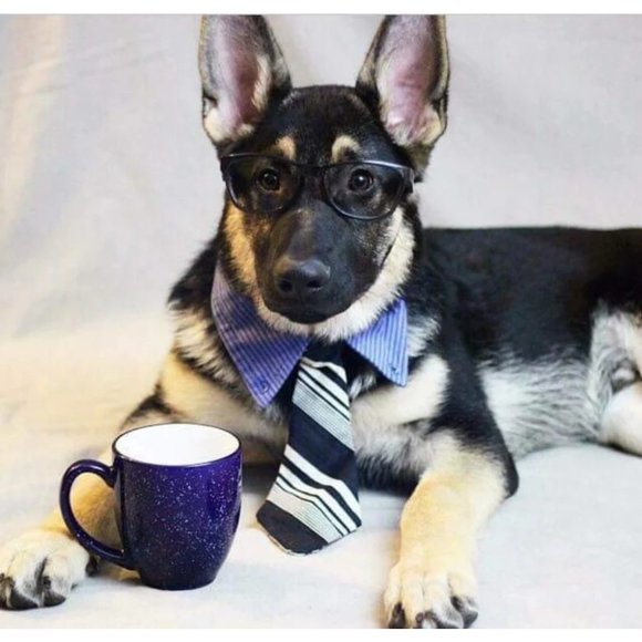 Dog Pet Dress Hoodie Costume, Dog Birthday Tutu Dog Princess Costume Pet Clothes - Picture 7 of 12